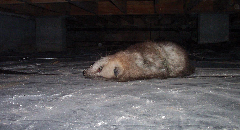 Cincinnati Dead Animal Removal Ohio
